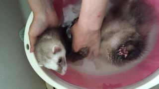 フェレットのお風呂