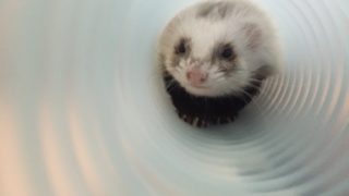 ジャバラトンネル10で遊ぶフェレット