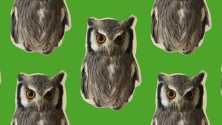 ペット画像を元にパターンメーカーで作成した壁紙1
