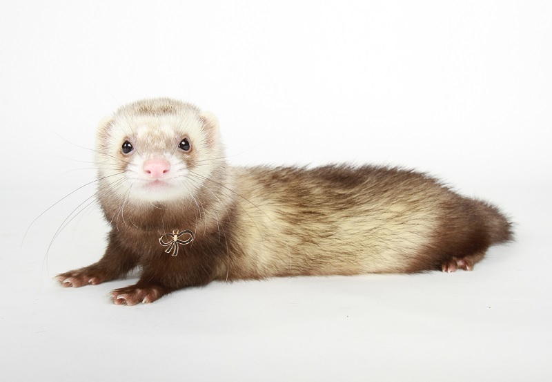 フェレットの値段の差とは お迎えすべき子の選び方 Go Go Ferret