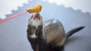 おもちゃで遊ぶフェレット