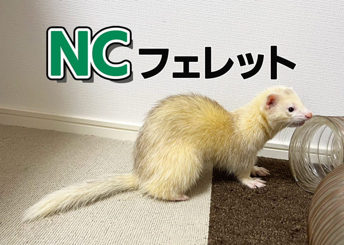 NCフェレット